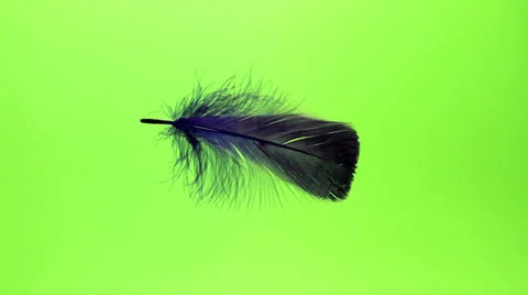 Flying feather Stock Footage 38769560