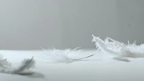 Flying  feathers of birds (4K) Stock Footage 199503619