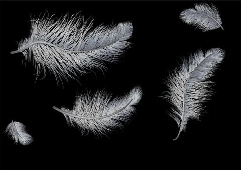 Flying feathers on black background Illustrazione stock