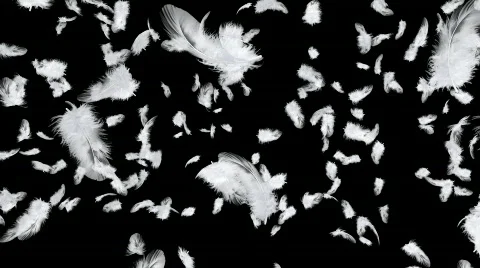 Flying feathers. Stock Footage 875179