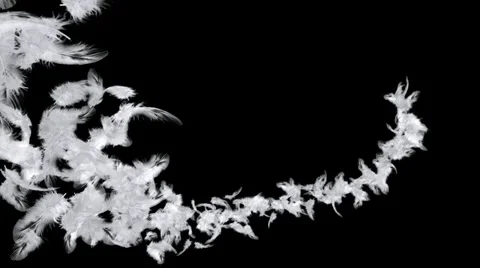 Flying feathers Stock Footage 32804776