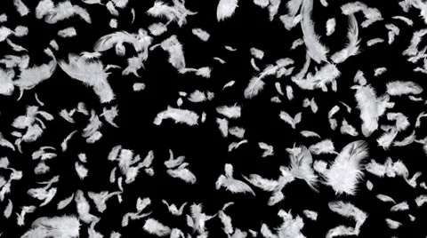 Flying feathers from side Video stock 32598464
