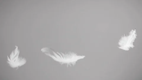 Flying feathers on white background in slow motion Stock Footage 83476659