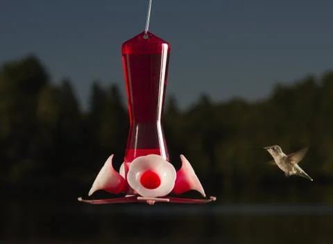 Flying in to feed Stock-Fotos