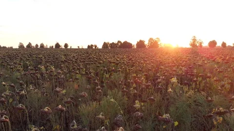 Flying into field of dried sunflower Stock Footage 107029498