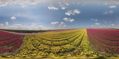 Flying in field of flowers in 360 vr Video stock 88336523