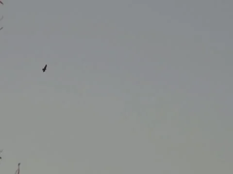 Flying field Harrier 스톡 동영상 42708274