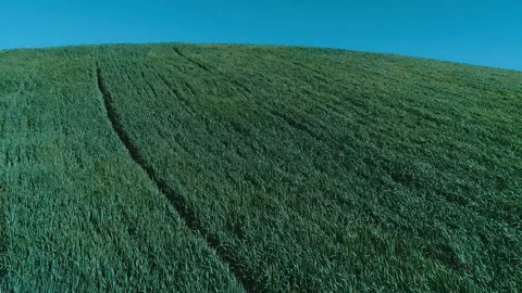Flying in the field over the green grass in a windy day Stock-Footage 105791596