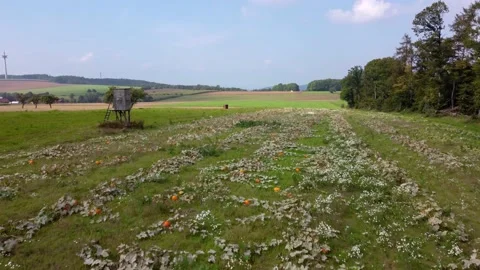 Flying on a field with pumpkins on a hill Stock Footage 171483005