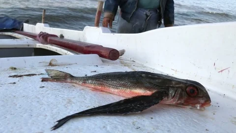 Flying fish on a boat Video stock 81064693