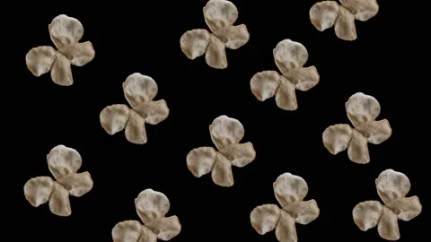 Flying Fish Crackers Stock Footage 169667725