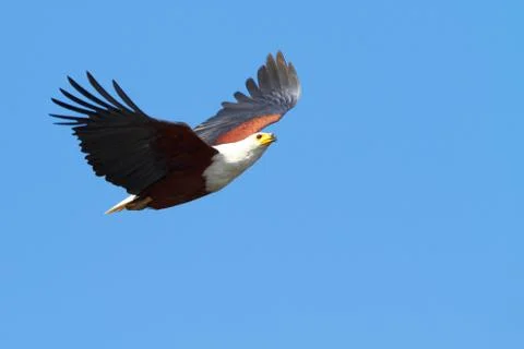 Flying fish eagle Stock Photos