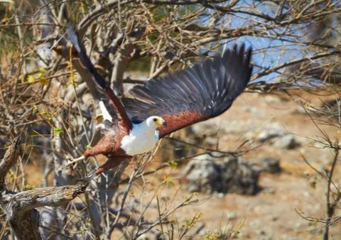 Flying fish eagle Stock Photos