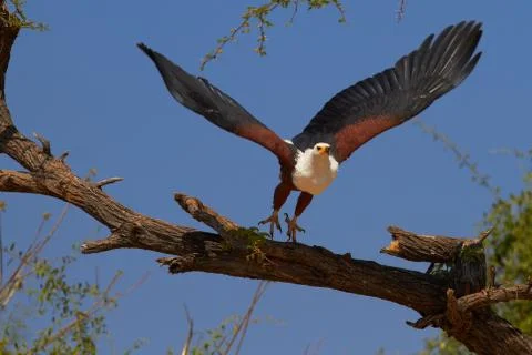 Flying fish eagle Stock Photos