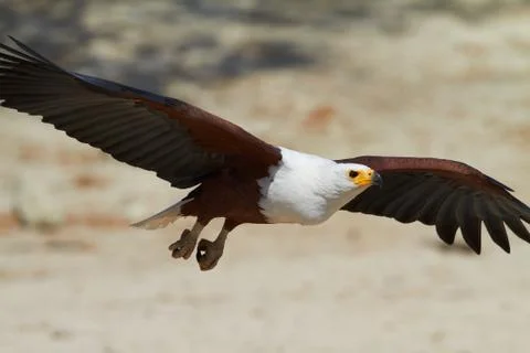 Flying fish eagle Stock Photos