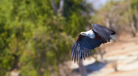 Flying fish eagle Stock Photos