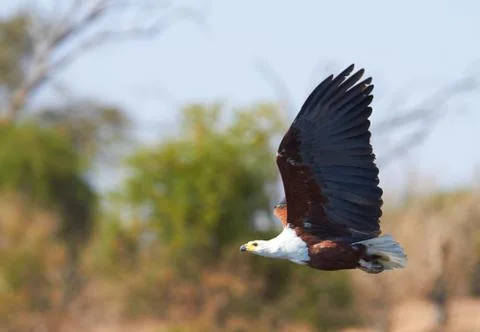Flying fish eagle Stock Photos