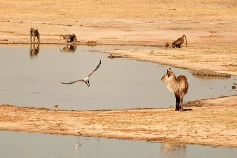 Flying Fish Eagle Stock Photos
