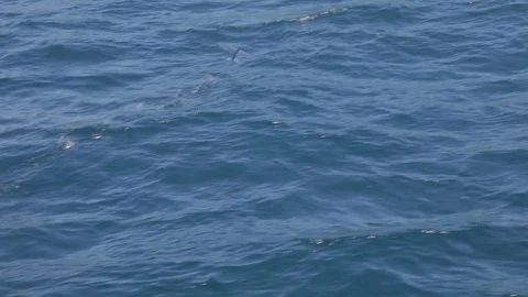 A flying fish, Exocoetidae, leaps from the water and soars just above the Stock Footage