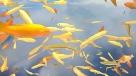 Flying Fish Stock Footage 10871461