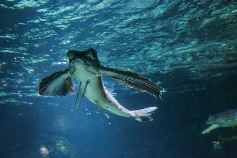 Flying fish Stock Photos