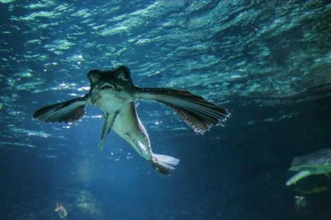 Flying fish Foto stock