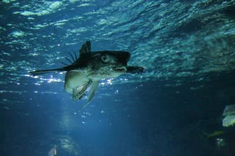 Flying fish Foto stock