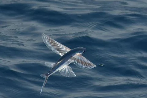 Flying fish species Foto stock