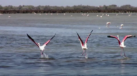 Flying flamingos Video stock 33467847