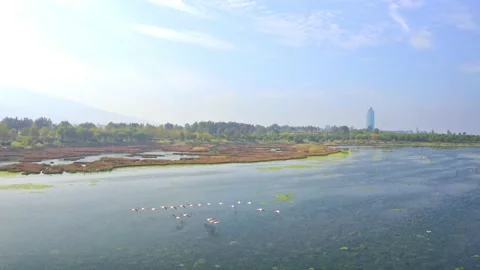 Flying Flamingos Stock Footage 165161397