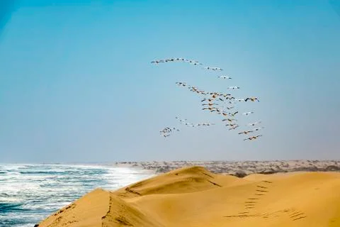 The flying flamingos Stock Photos