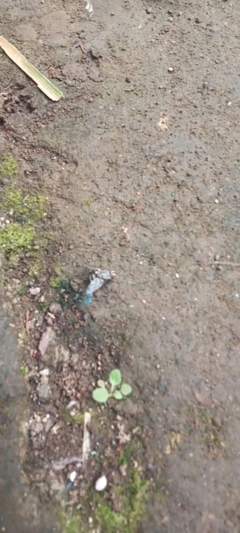 Flying flies Stock Footage 267678467