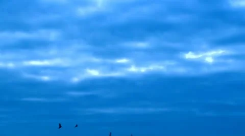 FLYING FLOCK OF BIRDS 2 Stock Footage