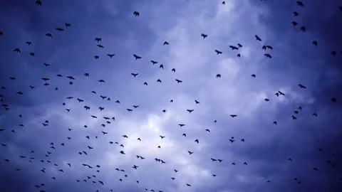 Flying flock of birds among the cloud sky Stock-Footage 74820954