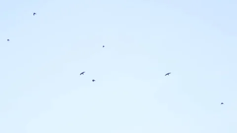 Flying Flock Of Birds Stock Footage 86563674