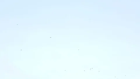 Flying Flock Of Birds Up From Horizont Stock Footage 86563631