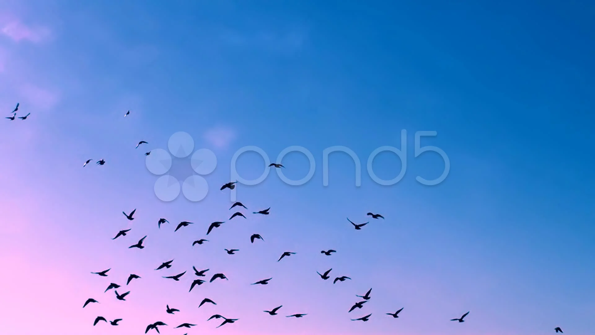 FLYING FLOCK OF BIRDS IN THE MAGICAL SKY... | Stock Video | Pond5