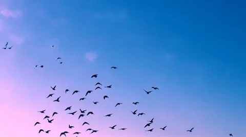 FLYING FLOCK OF BIRDS IN THE MAGICAL SKY FULL HD Stock Footage