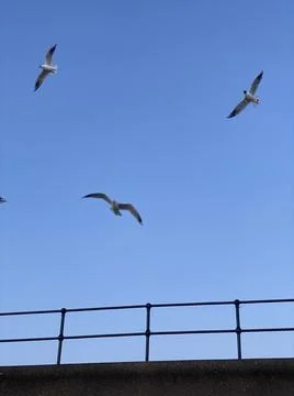 Flying Flock of Birds Stock Photos