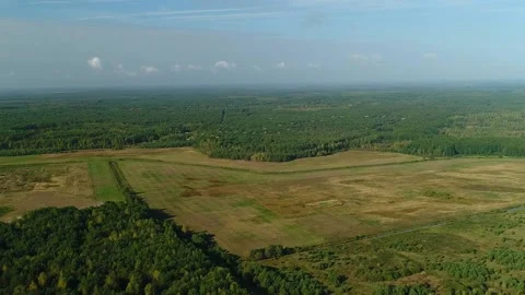Flying flock of the birds in the sky. Migrating common crane. Video stock 209157355