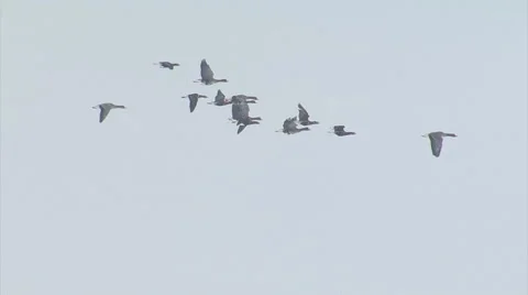 Flying flock of birds White-fronted Geese with sky background. Vídeo Stock 46222134