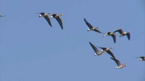 Flying flock of birds White-fronted Geese with sky background. Видео 46222173