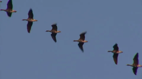 Flying flock of birds White-fronted Geese with sky background. 库存影片 46222276