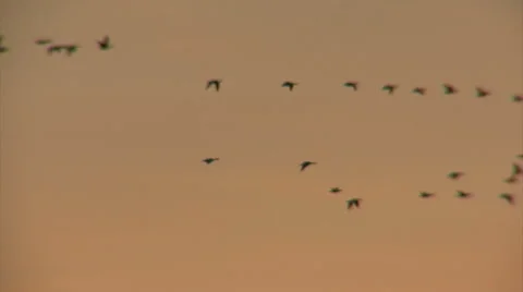Flying flock of birds White-fronted Geese, sunrise morning sky background. 库存影片 46222301