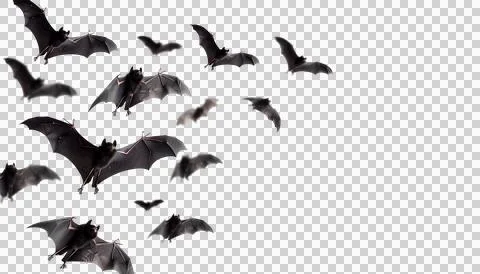 Flying flock of black bats, transparent background, halloween concept Stock Photos