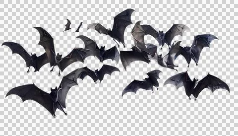 Flying flock of black bats, transparent background, halloween concept Stock Photos