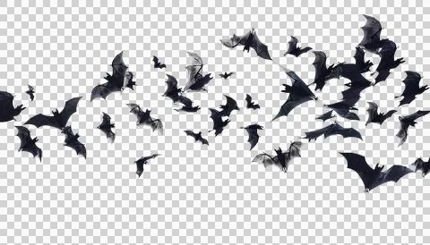 Flying flock of black bats, transparent background, halloween concept Stock Photos