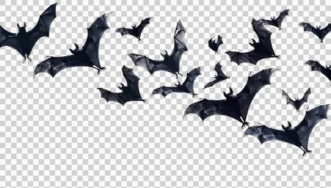 Flying flock of black bats, transparent background, halloween concept Stock Photos