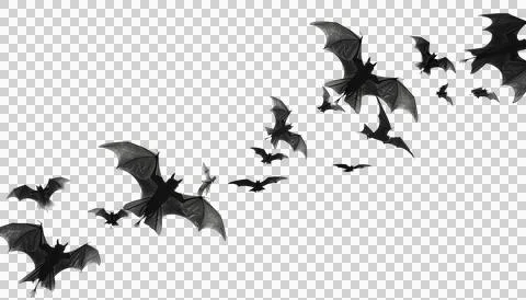 Flying flock of black bats, transparent background, halloween concept Stock Photos