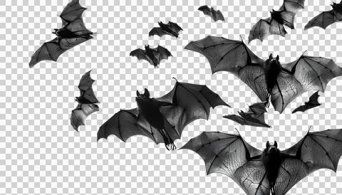 Flying flock of black bats, transparent background, halloween concept Stock Photos